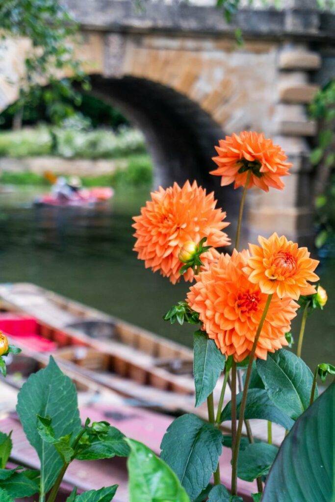 Oxford Punting Boating